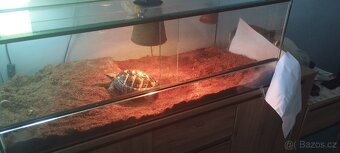 Želva+ terarium - 7