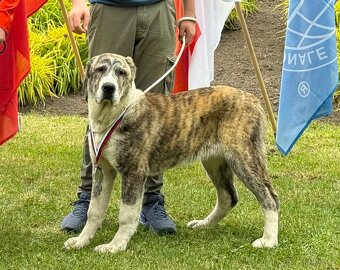 Středoasijský pastevecký pes - 7