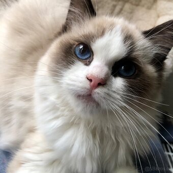 Ragdoll koťátka s PP(FIFE) - 7