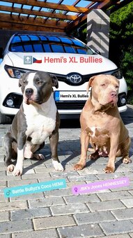 American Bully XL (reg. ABKC) Modrá a Šampaň štěňátka - 7