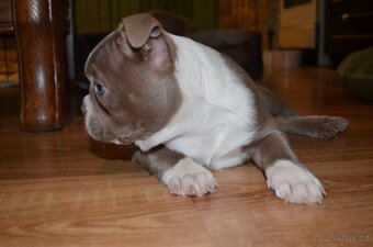 Bostonský teriér s PP Lilac - 7