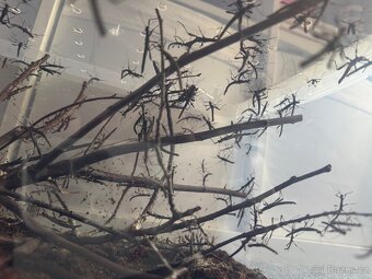 Strašilky Sungaya Inexpectata - 7