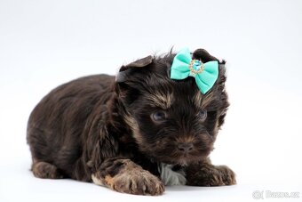 chocolate yorkshire terrier s PP - 7