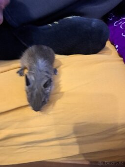 Osmák Degu - 7