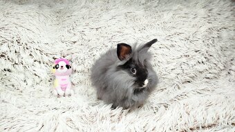 Zakrslý králík, králíček - HOLLY - 7