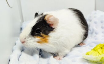 Zakrslý beránek, králíček,6- BARČA A BOBINKA - 7