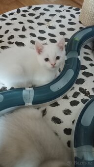Britská koťátka whiskas a colourpoint - 7