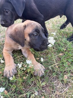 Štěňata cane corso X Presa canaria - 7
