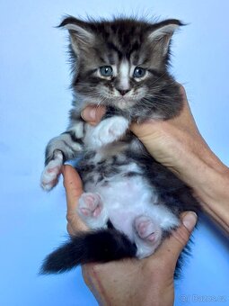 Mainská mývalí kočka- koťata/ Maine coon - 7