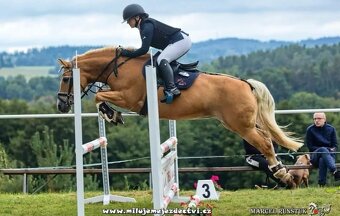Klisna hafling - pony B do sportu - 7