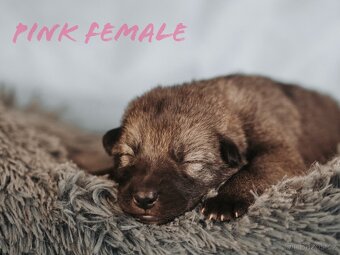 Saarloosův vlčák - prodej - 7