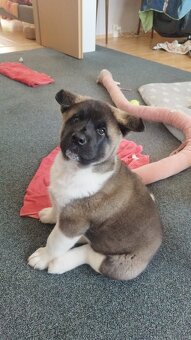 Americká akita štěňátka pejsek a fenečka - 7