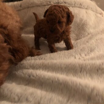 Toy pudl štěňátko s PP - 7