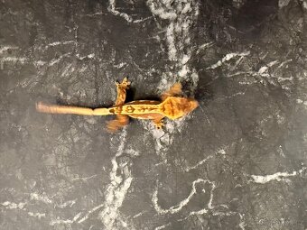 Pagekon řasnatý sameček 7 měsíců - 7