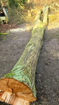 Lipové dřevo - kmeny - 7