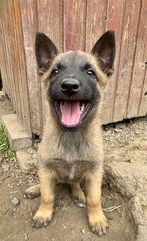 Belgický ovčák Malinois štěňátka - 7