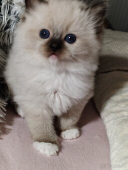 Koťátka s PP plemena Ragdoll - 7