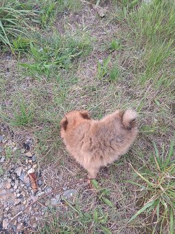 Pomeranian mini Boo - 7