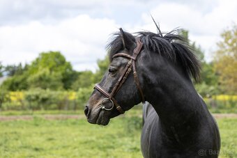 Huculský hřebec, Hucul, malý kůň, pony, tobiano - 7