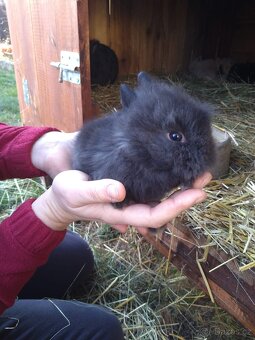 Prodám zakrslá králíčata - 7