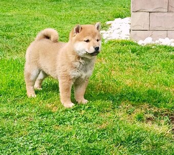 Shiba inu šteniatka - 7