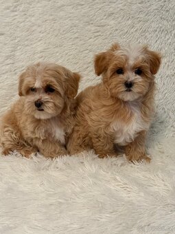 Maltipoo - 7