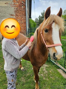 Valach wpbr letos 4 letý - 7