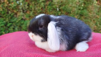 Zakrslý beránek, králíček, králík - ELIŠKA - 7