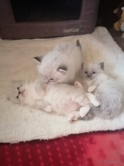 Ragdoll bez PP - 7