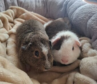 Morče - dva bráškové Americký Crested Teddy Bear - 7