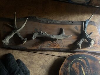 Daněk,myslivost - 7