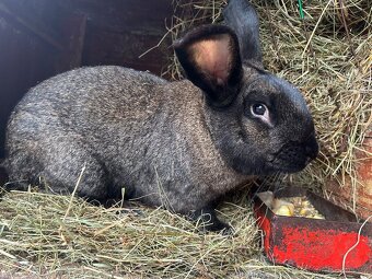 CHOVNÍ KRÁLÍCI K PŘIPUŠTĚNÍ - 7