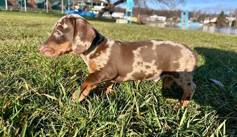 Trpasličí jezevčík Čoko Merle - 7