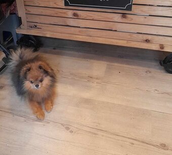 Pomeranian Edward Dogs Dream Pom Kennel - 7