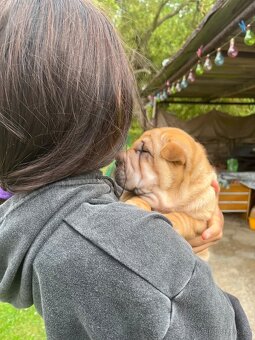 Sharpei , šarpej - 7