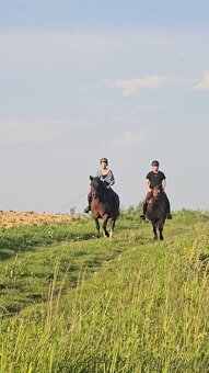 Huculská klisna, hucul, Tobiano, pony, malý kůň - 7