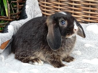 Kouzelná Miminka - Anglický Zakrslý Beránek MiniLop - 7