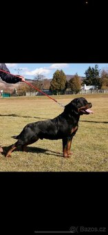 Šteniatka Rottweilera,Rottweiler, Rotvajler, Rottweiler s PP - 7