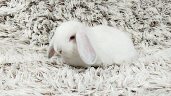 Zakrslý beránek, králíček, králík - MOLLY - 7