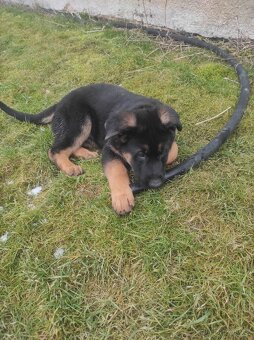 Německý ovčák - štěňata s PP - 7