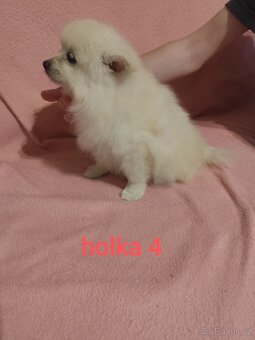 Špic pomeranian štěňátka - 7