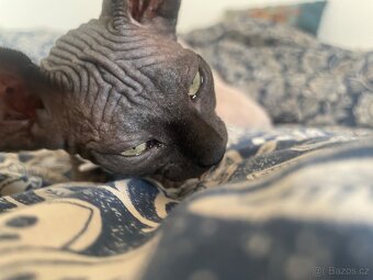 Kočičky Sphynx - 7