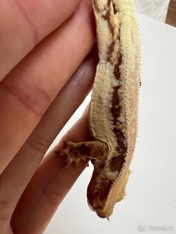 Pagekon řasnatý- Correlophus ciliatus - 7