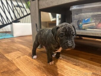 Americký pitbulterier - 7