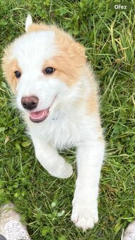 Štěňata border kolie - 7