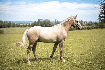 Valašek Český sportovní pony - 7