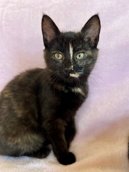 Mainská křížená koťátka - 7