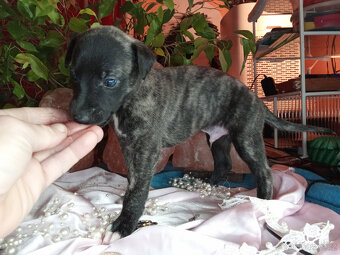 Whippet štěňátka bez PP po rodičích s PP ( FCI). - 7