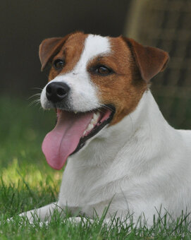 štěňata Jack Russell teriéra s PP - 7