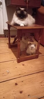 Ragdoll koťata - 7